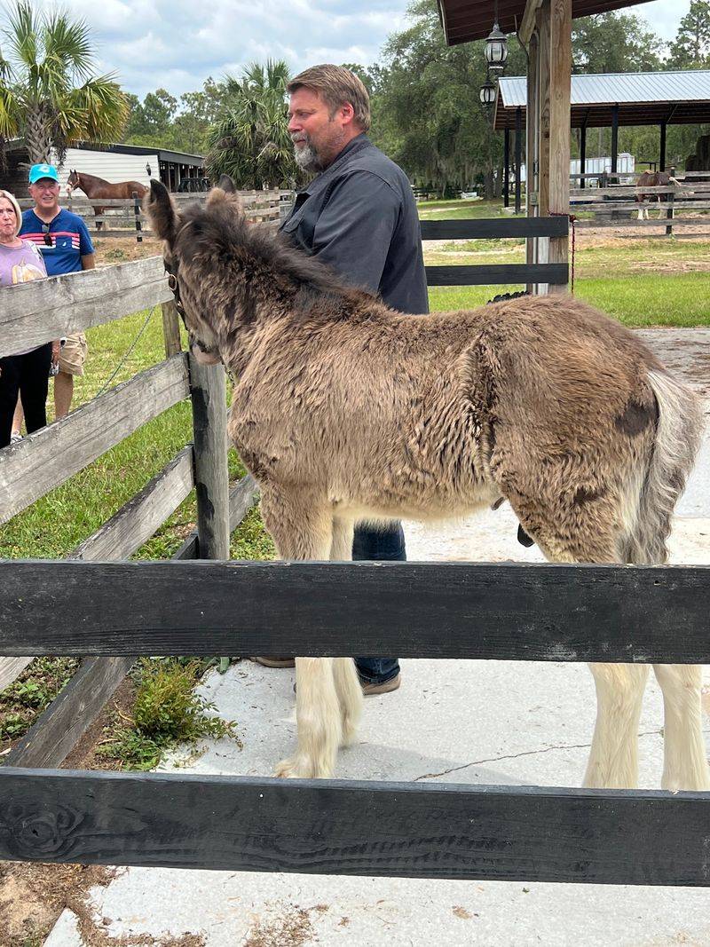 Meeting the Newest Foals