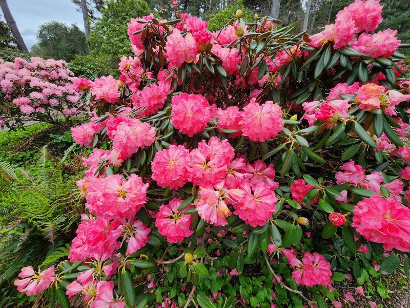 Mendocino Coast Botanical Gardens, Fort Bragg, California