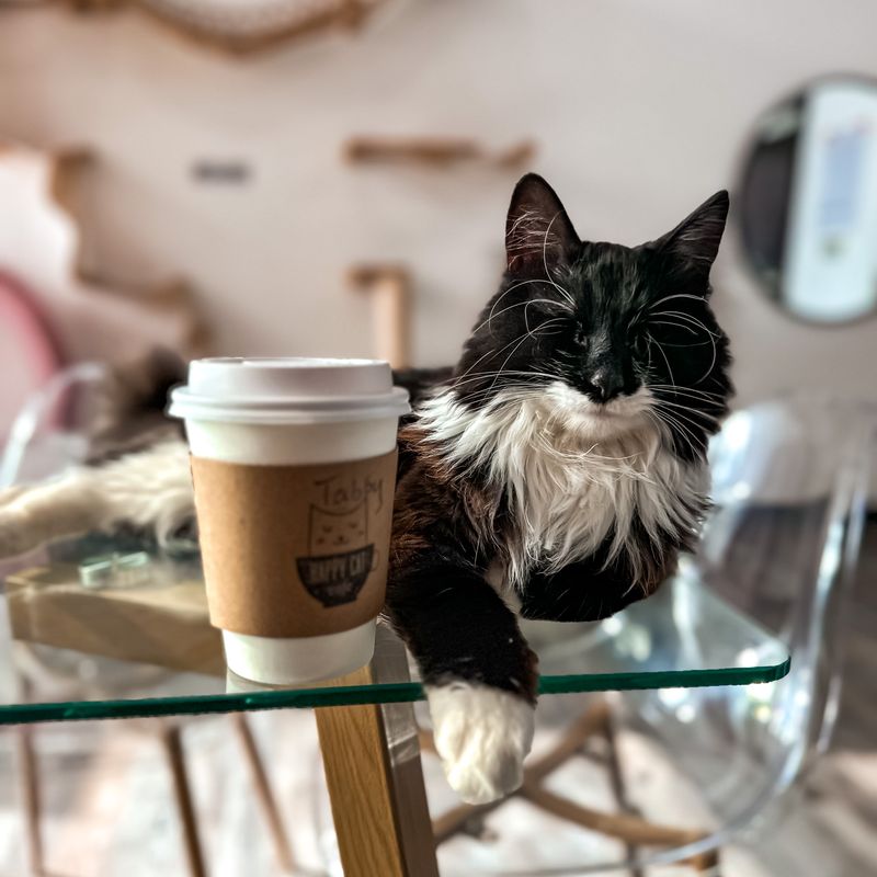Menu Moves That Respect The Cats Menu Moves That Respect The Cats