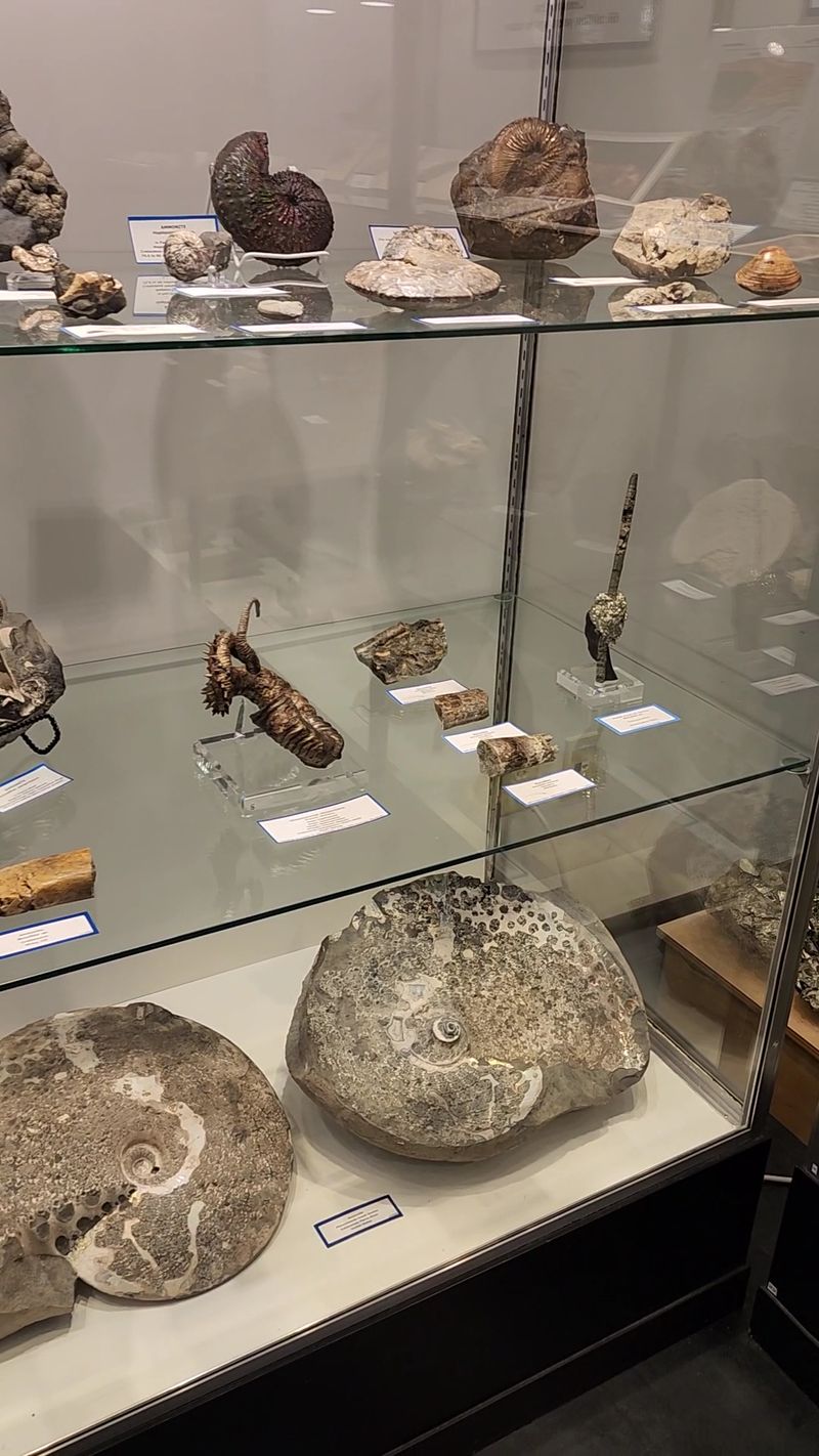Meteorites, Fossils, And Other Space-Age Surprises Meteorites, Fossils, And Other Space-Age Surprises