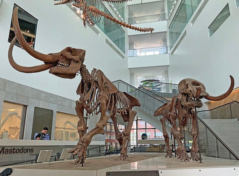 Michigan's Official State Fossil Michigan's Official State Fossil