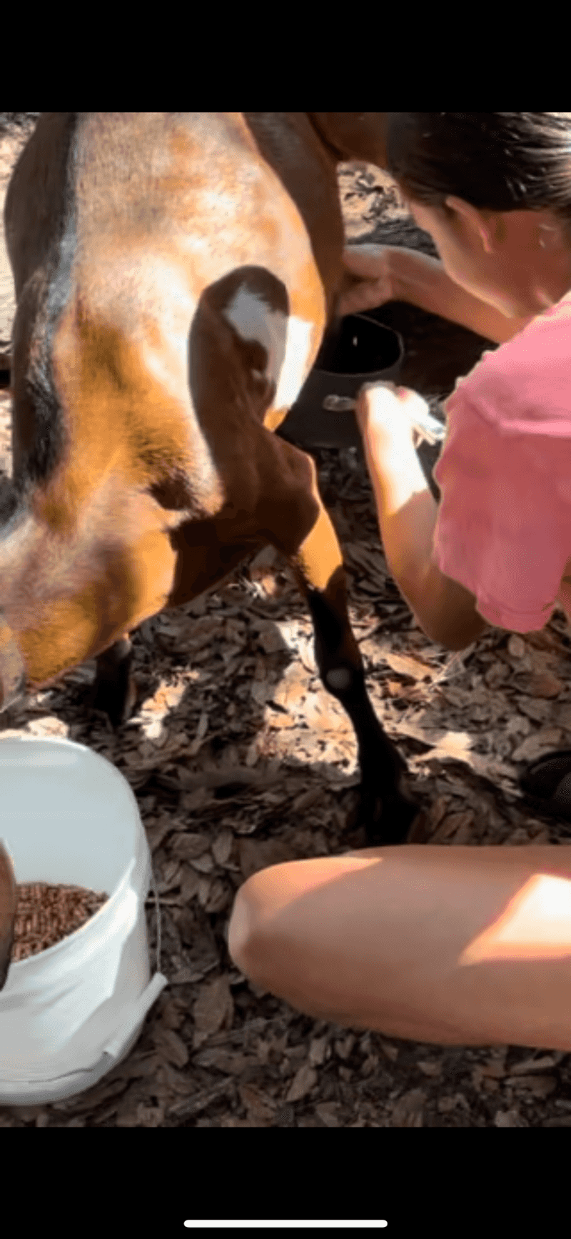 Milking a Goat, Believe It or Not Milking a Goat, Believe It or Not