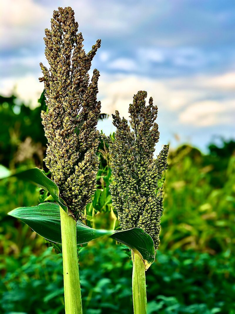 Millet