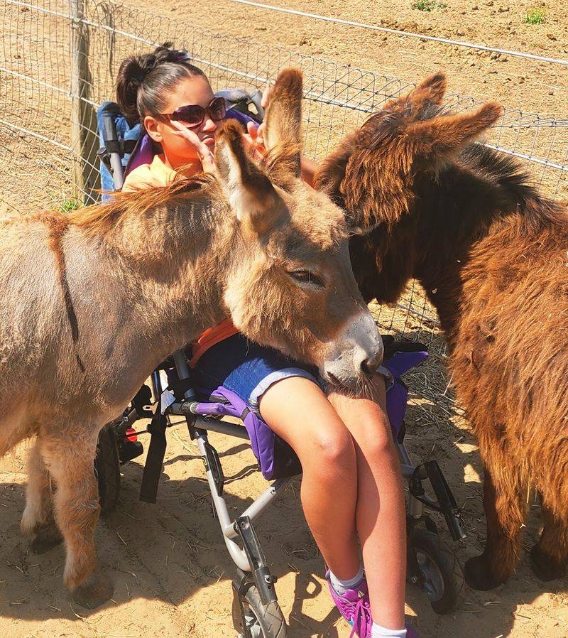 Mini Donkeys With Big Personalities