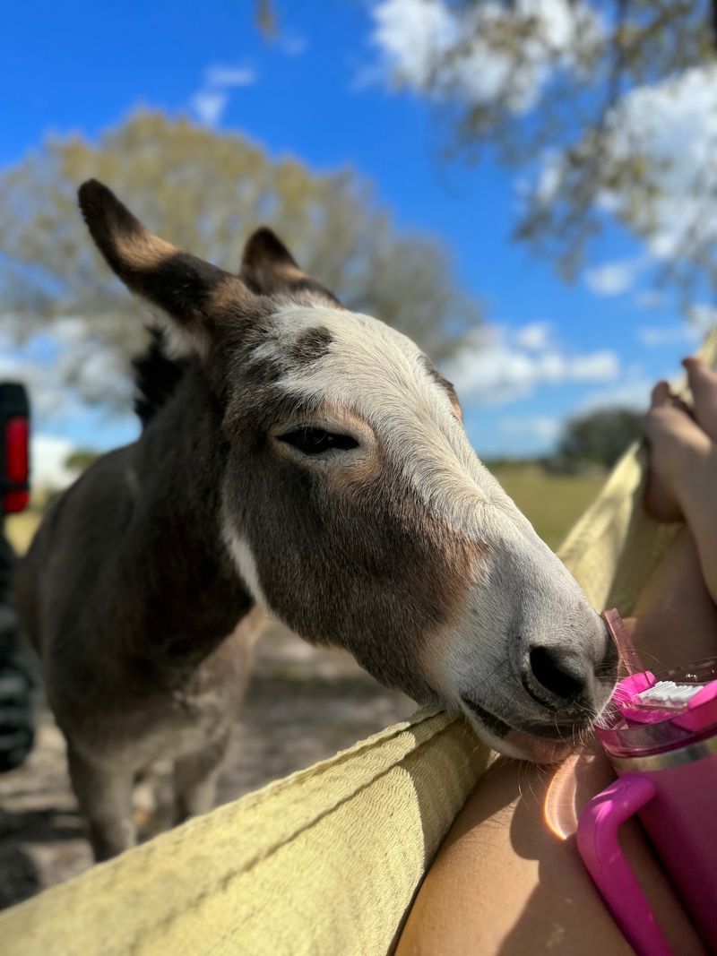 Miniature Donkeys, Not Miniature Horses