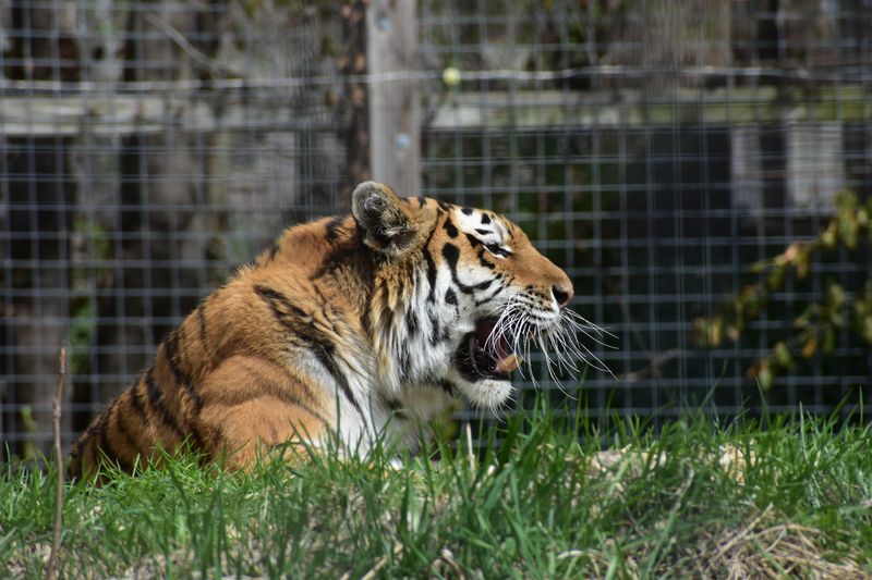 Monkeys, Big Cats, and a Splash Zone