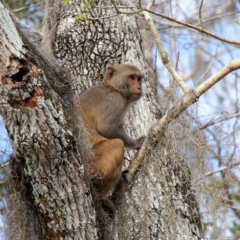 Monkeys With a Mysterious Backstory Monkeys With a Mysterious Backstory