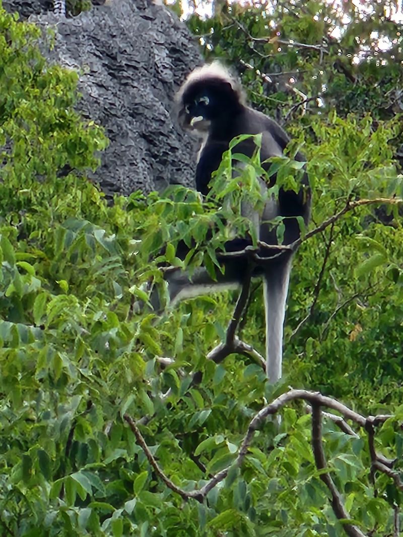 Monkeys in the Treetops Monkeys in the Treetops