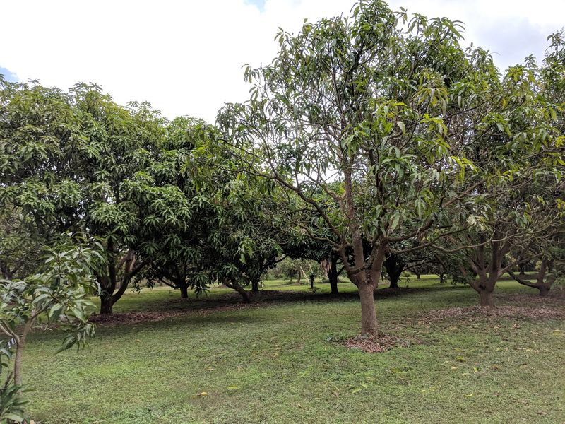 More Mangoes Than Your Grocery Store Has Ever Dreamed Of More Mangoes Than Your Grocery Store Has Ever Dreamed Of