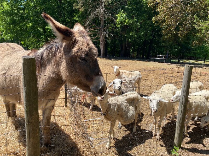 More Than 100 Animals to Meet