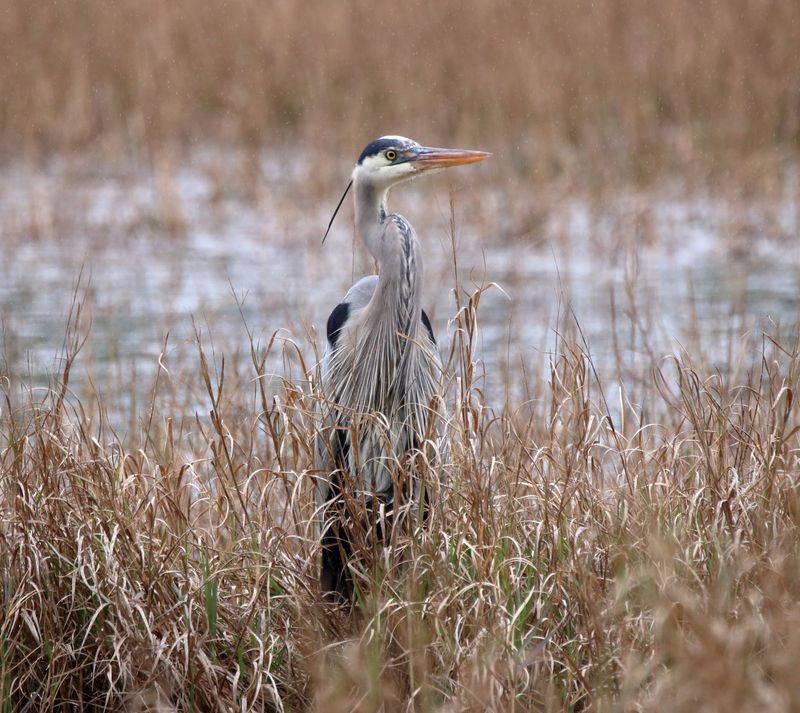 More Wildlife Beyond the Cranes More Wildlife Beyond the Cranes