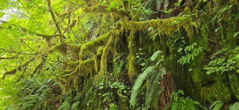 Moss, Ravens, and Ferns