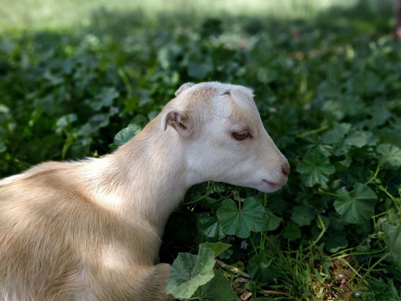 Mountain Flower Dairy Goats