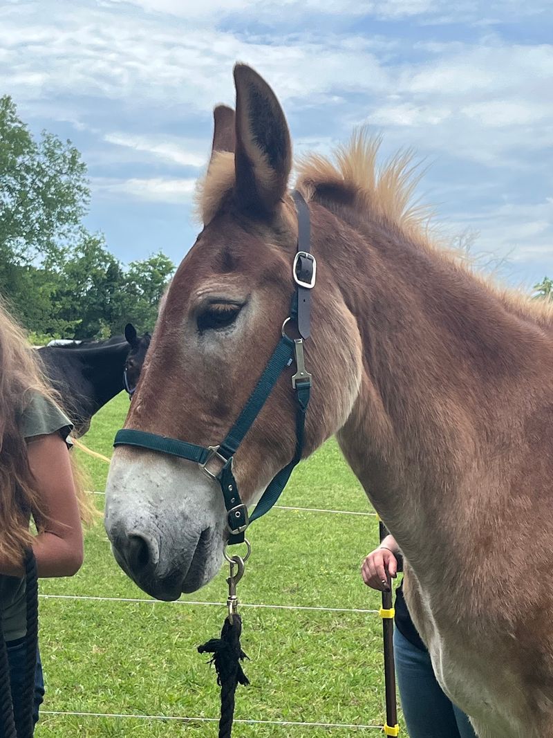 Mules N More Rescue and Rehab, Mt. Juliet, TN Mules N More Rescue and Rehab, Mt. Juliet, TN