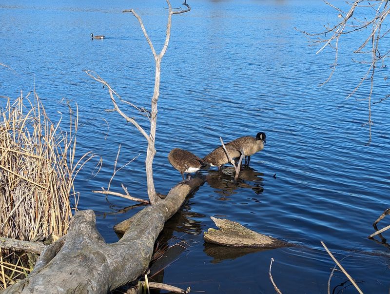 Muskrats, Deer, and Other Surprise Guests Muskrats, Deer, and Other Surprise Guests