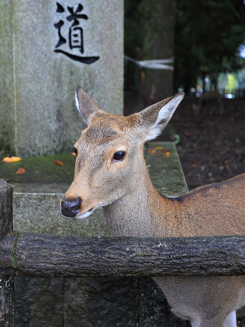 Nara, Japan: Free-Roaming Sika Deer