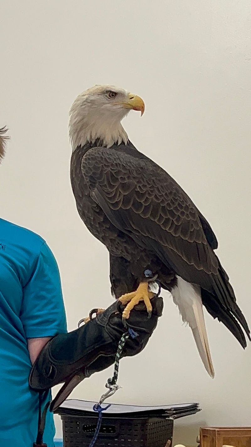 National Eagle Center, Wabasha, MN National Eagle Center, Wabasha, MN