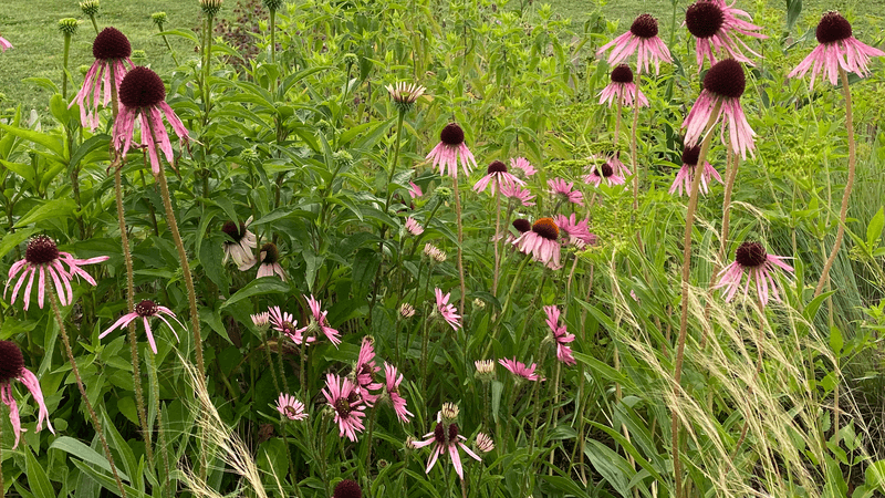 Native Plants to Take Home Native Plants to Take Home