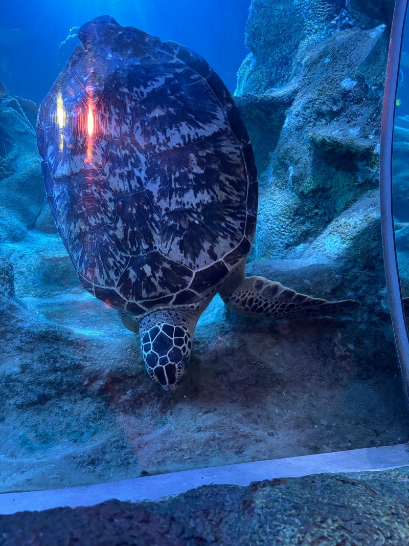 Neptune and the Big Fish of the Tunnel