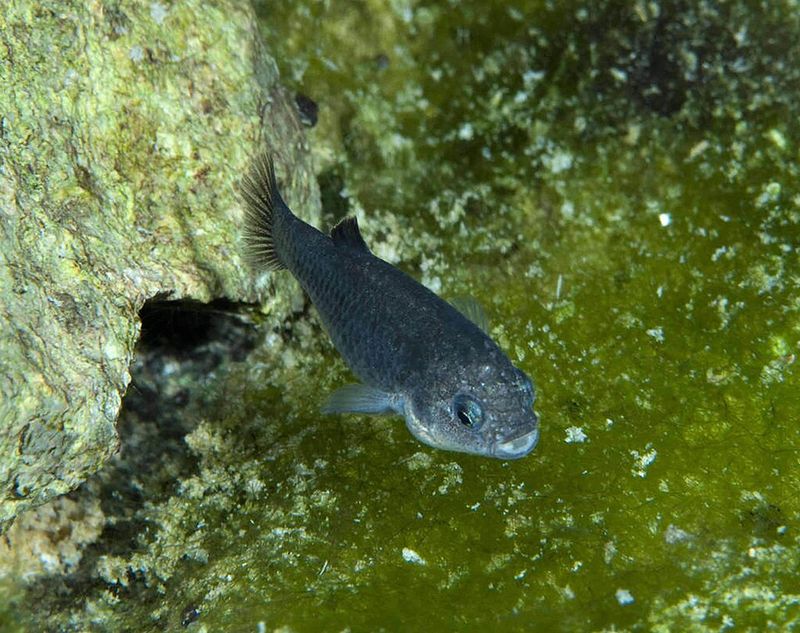 Nevada: Devils Hole Pupfish, Amargosa Valley, Nevada Nevada: Devils Hole Pupfish, Amargosa Valley, Nevada