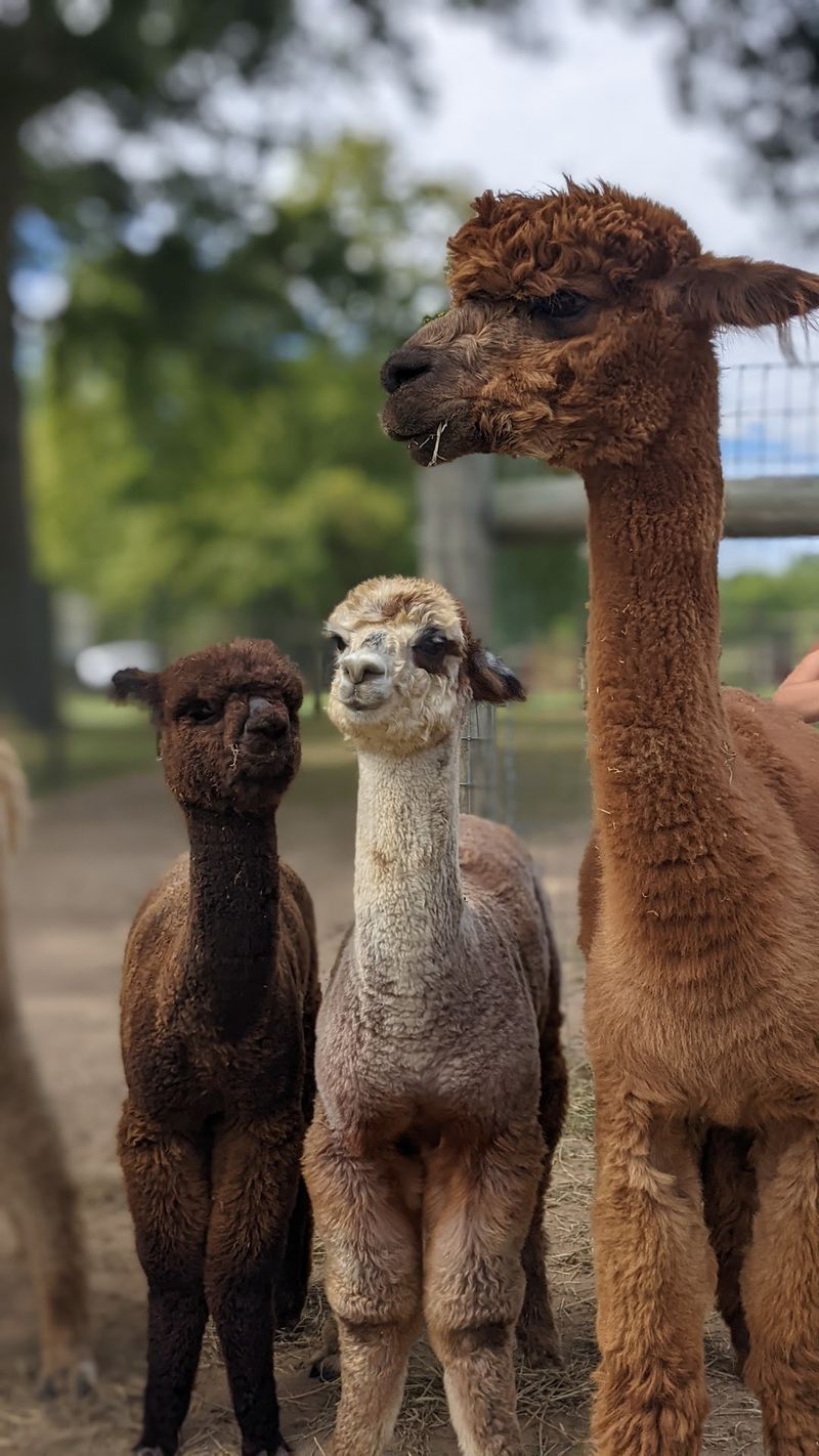 New Groove Alpacas, Middletown, Delaware
