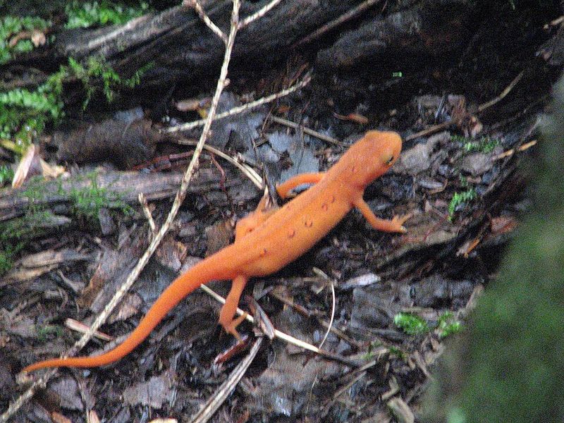 New Hampshire's Official State Amphibian New Hampshire's Official State Amphibian