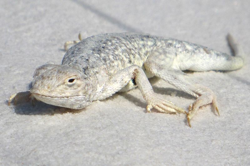 New Mexico: Bleached Earless Lizard, White Sands National Park, New Mexico New Mexico: Bleached Earless Lizard, White Sands National Park, New Mexico