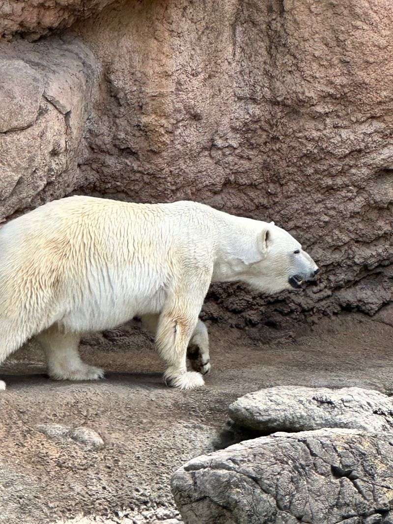 North America's Bears, Wolves, and Bison North America's Bears, Wolves, and Bison