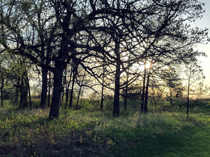 Oak Savanna, Wildflowers, And Ospreys Overhead Oak Savanna, Wildflowers, And Ospreys Overhead