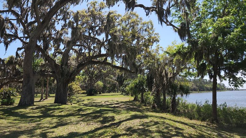 Oaks, Moss, Deer, and a Quiet Mood