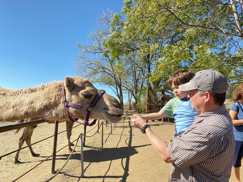 Oasis Camel Dairy, Ramona, California Oasis Camel Dairy, Ramona, California