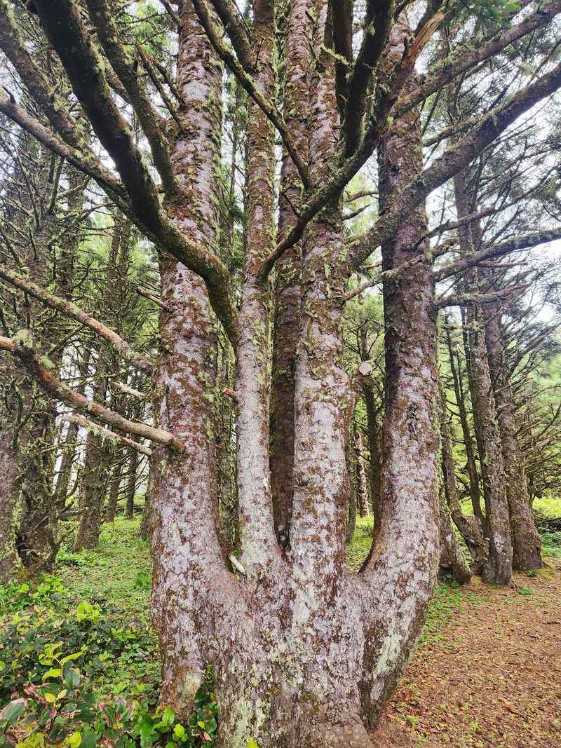 Octopus Tree Octopus Tree