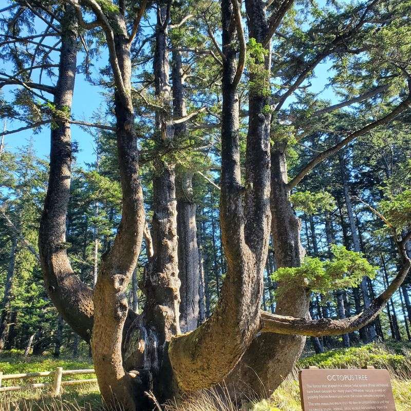 Octopus Tree