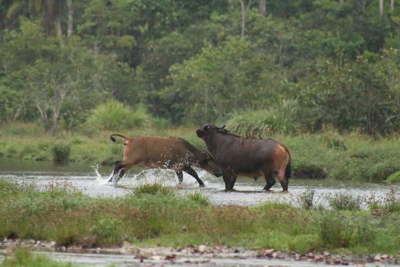 Odzala-Kokoua National Park, Republic of the Congo