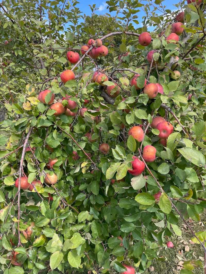 Okaw Valley Orchard, LLC, Sullivan, IL Okaw Valley Orchard, LLC, Sullivan, IL
