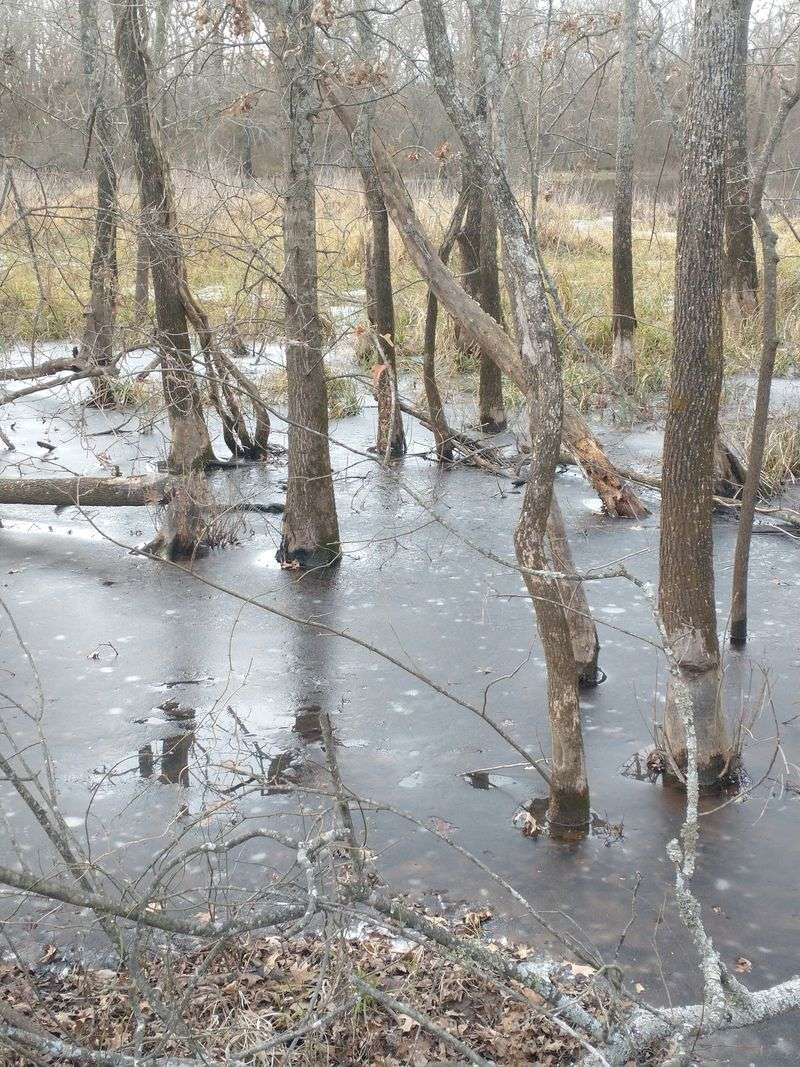 Old Trees and Low Ground