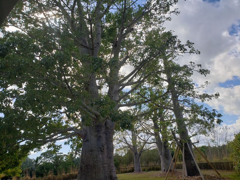 Old Trees and a World Map You Can Walk Through Old Trees and a World Map You Can Walk Through