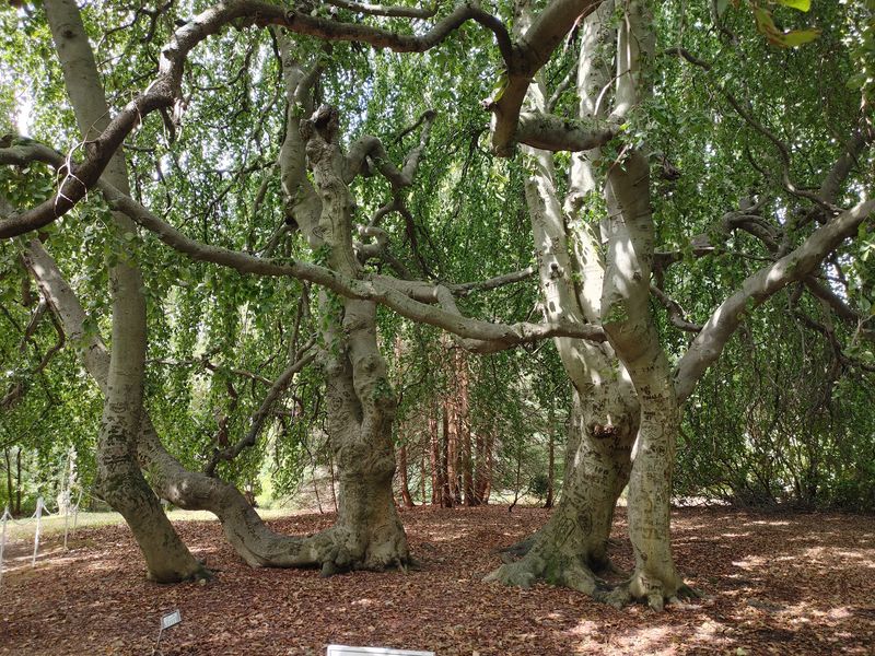 One Giant Willow Worth Hunting Down