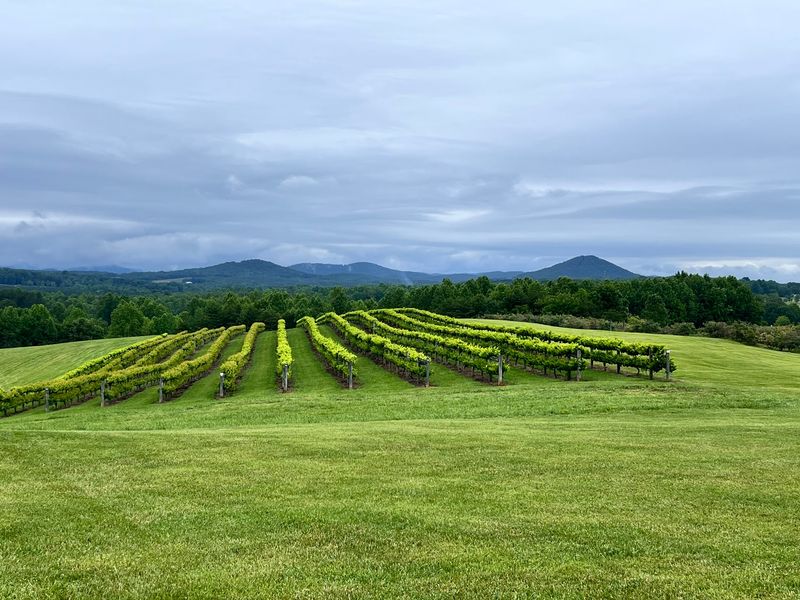 Orchard Rows and Vineyard Strolls