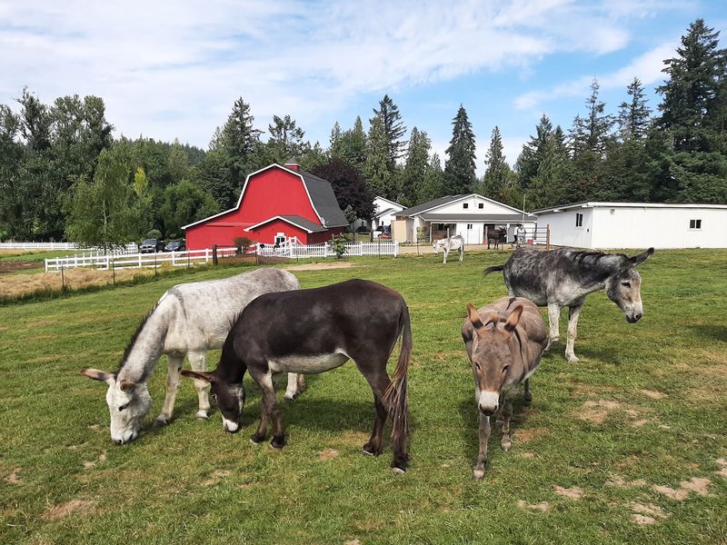 Oregon Donkey Sanctuary, Oregon City, Oregon Oregon Donkey Sanctuary, Oregon City, Oregon