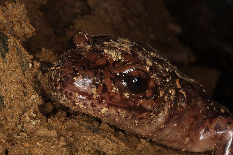 Oregon: Pacific Giant Salamander, Tillamook State Forest, Oregon Oregon: Pacific Giant Salamander, Tillamook State Forest, Oregon