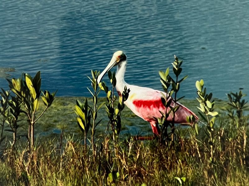 Ospreys, Egrets, and Other Feathered Locals Ospreys, Egrets, and Other Feathered Locals