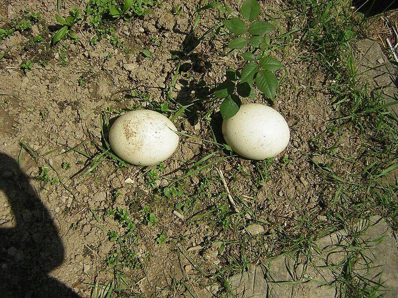 Ostrich eggs