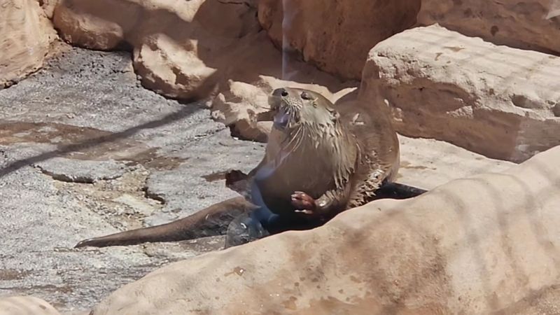 Otter Feeding Showtime Otter Feeding Showtime