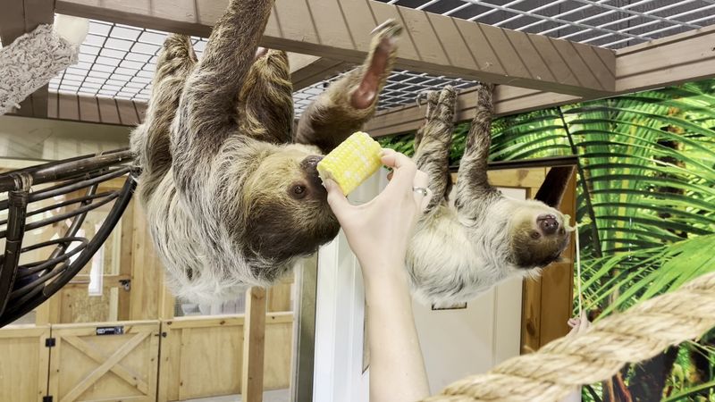 Otters, Sloths, and Capybaras Up Close