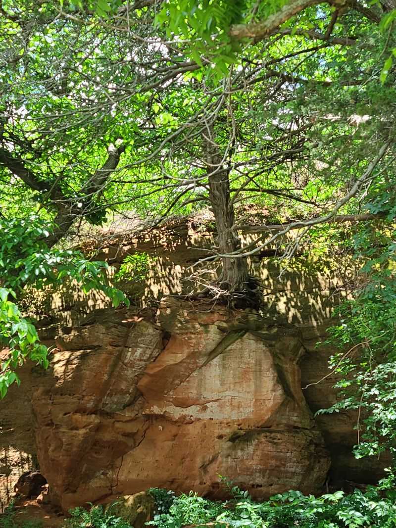 Out-of-Place Evergreens in a Shady Canyon Out-of-Place Evergreens in a Shady Canyon
