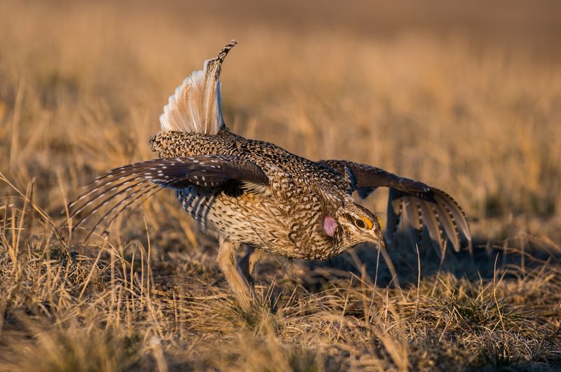 Over 200 Bird Species Call the Shots