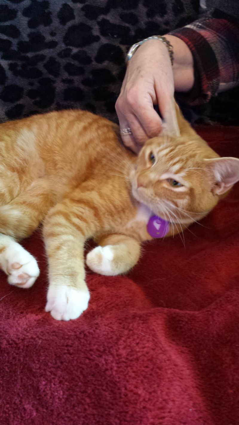 Over 900 Adoptions and Counting