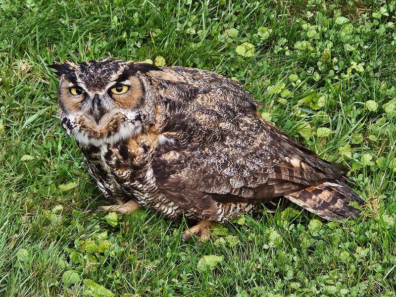 Owls, Hawks, and a Surprising Guest List