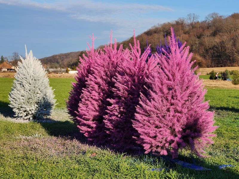 Painted Trees That Break Every Holiday Rule Painted Trees That Break Every Holiday Rule